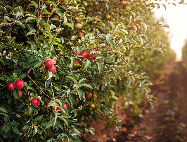 New Zealand-based Apple Orchard Company